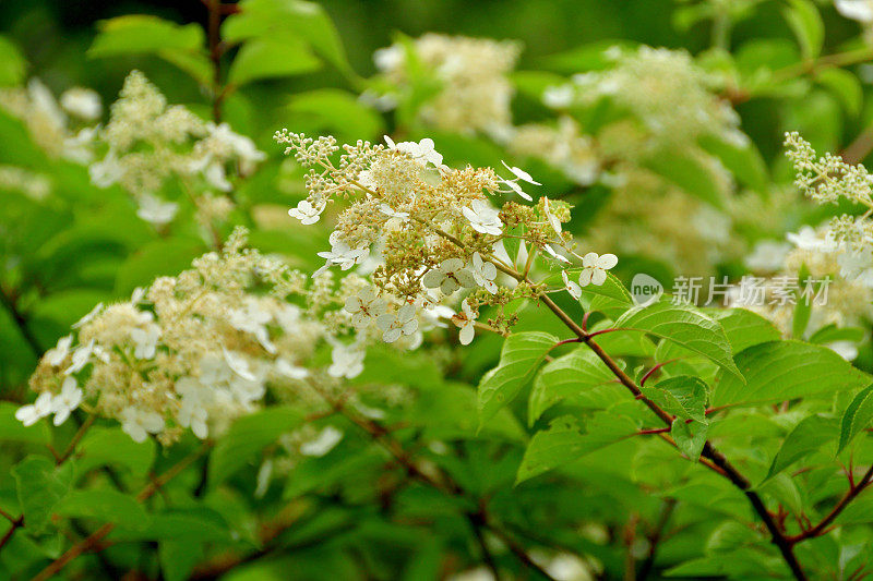 绣球花/圆锥花序绣球花